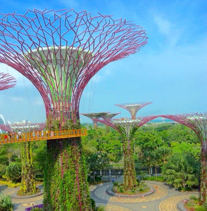 シンガポール 2大植物園の特徴を比較 ガーデンズバイザベイとボタニックガーデンを観光しよう