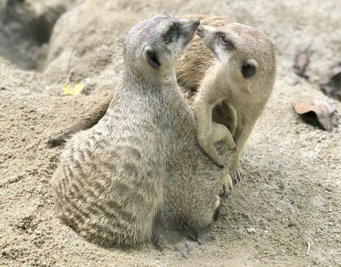 ミーアキャット