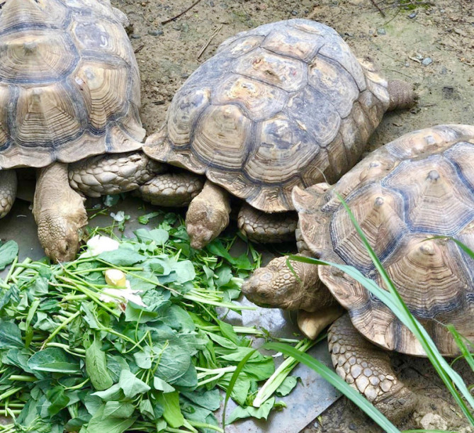 ケヅメリクガメ