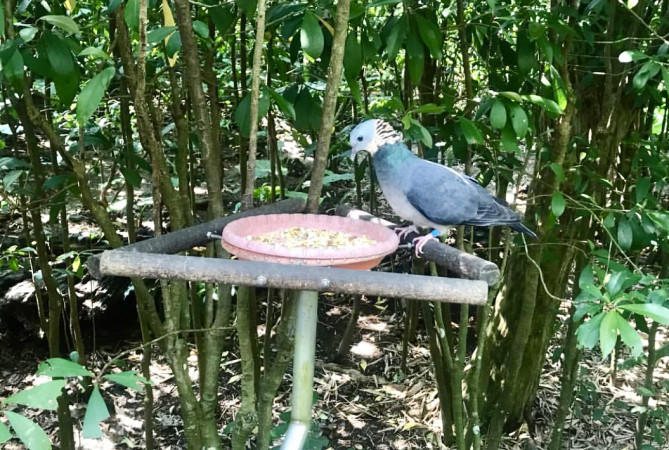 自然の中にいる鳥