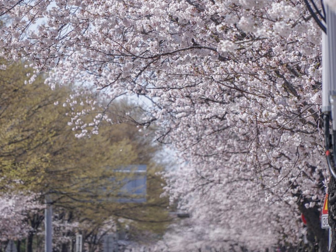 韓国の春のイベント