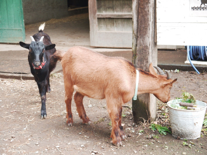 旭川市旭山動物園