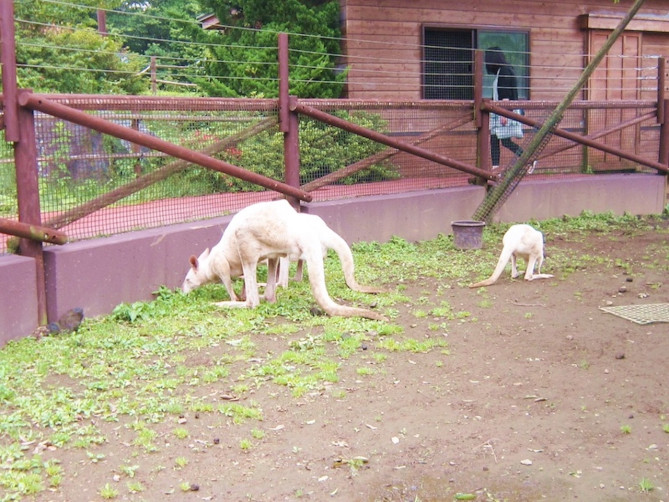 円山動物園