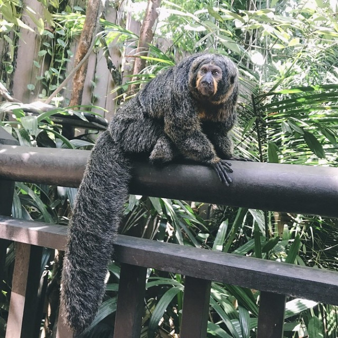 徹底解説 シンガポール動物園の見どころと基本情報まとめ アニマルショー 体験型アクティビティも