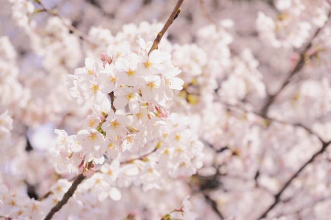 四季折々の植物を楽しむ