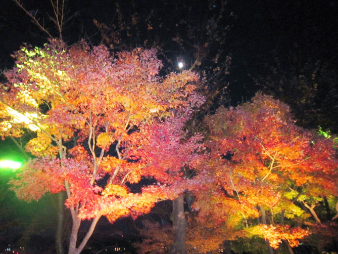 紅葉のライトアップの様子