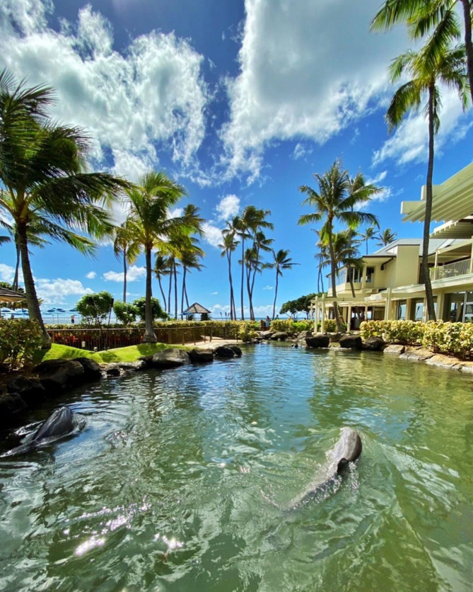 カハラホテル　イルカ