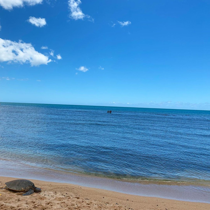 ハワイ ノースショアの観光スポット6選 ウミガメに高確率で会えるビーチも