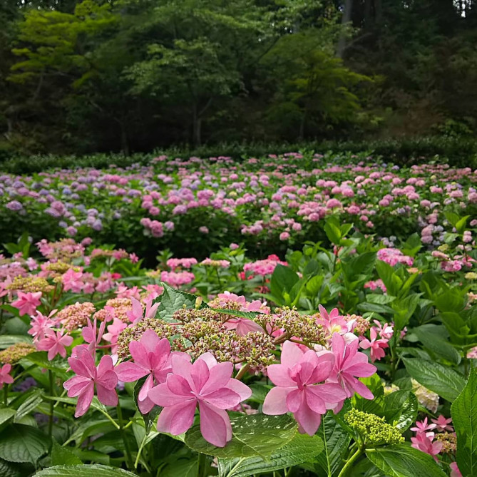 京都 初夏に楽しみたい紫陽花の名所11選 6 7月はあじさいが美しい京都に行こう