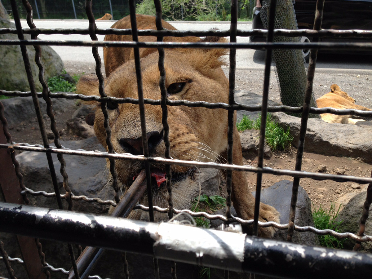 富士サファリパーク】料金情報まとめ！入園チケット、ツアー料金、お得な会員割引情報も！